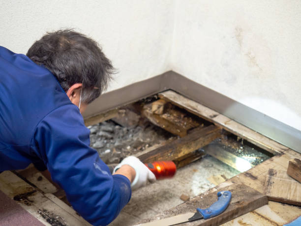 Best Mold Removal Near Me  in Larkspur, CA