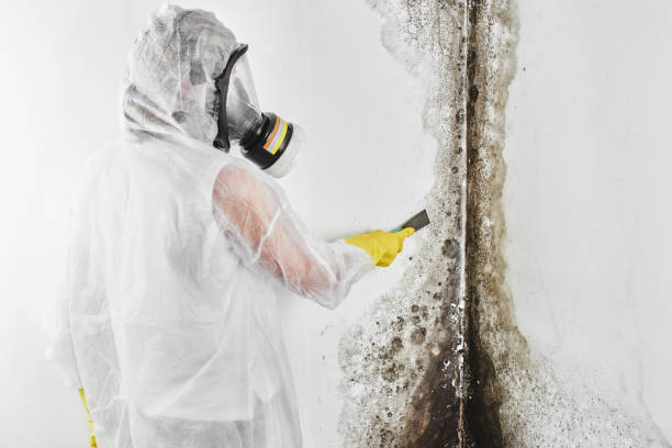 Best Professional Mold Removal  in Larkspur, CA