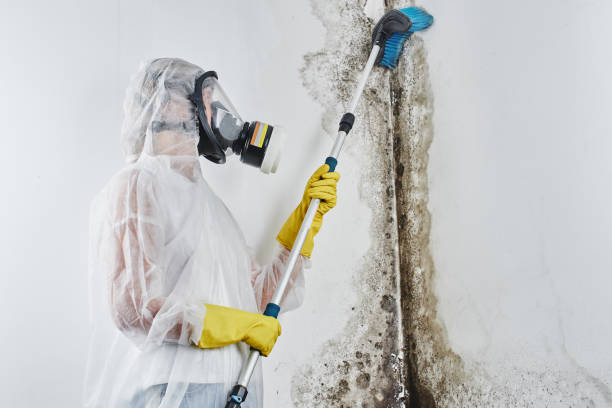 Best Mold Removal Near Me  in Larkspur, CA