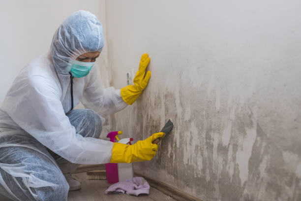 Best Toxic Mold Removal  in Larkspur, CA