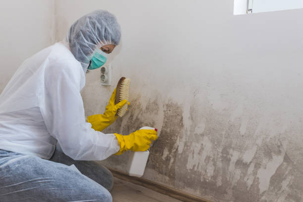 Best Mold Testing  in Larkspur, CA