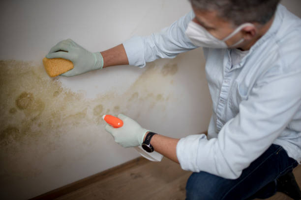 Best Professional Mold Removal  in Larkspur, CA