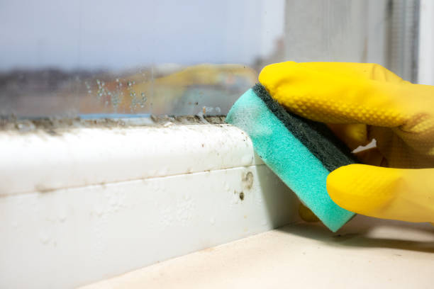 Best Crawl Space Mold Removal  in Larkspur, CA