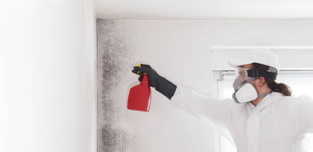 Best Fast Mold Removal  in Larkspur, CA