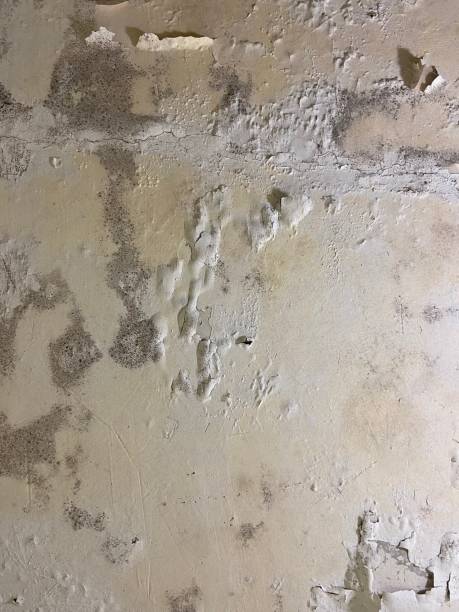 Best Mold Cleaning Services  in Larkspur, CA