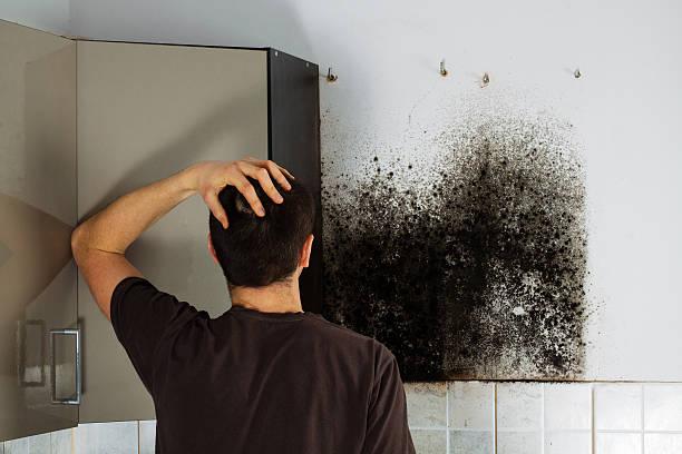 Mold Removal and Inspection in Larkspur, CA