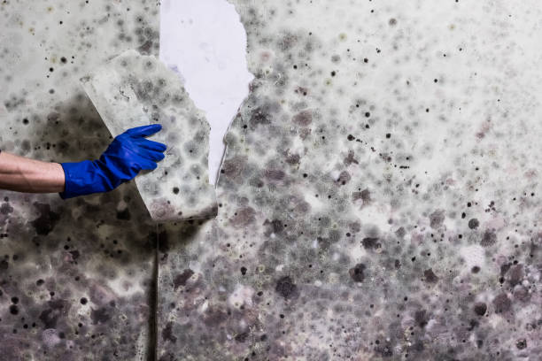 Best Commercial Mold Removal  in Larkspur, CA