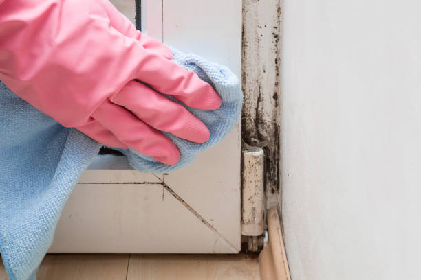 Best Emergency Mold Removal  in Larkspur, CA