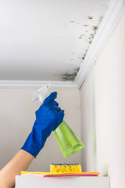 Certified Mold Removal in Larkspur, CA