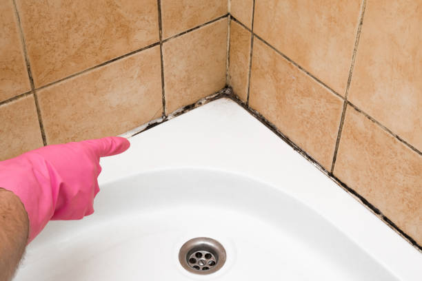Best Black Mold Removal  in Larkspur, CA