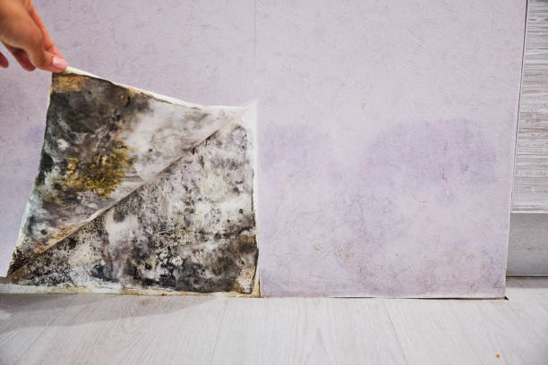 Best Fast Mold Removal  in Larkspur, CA